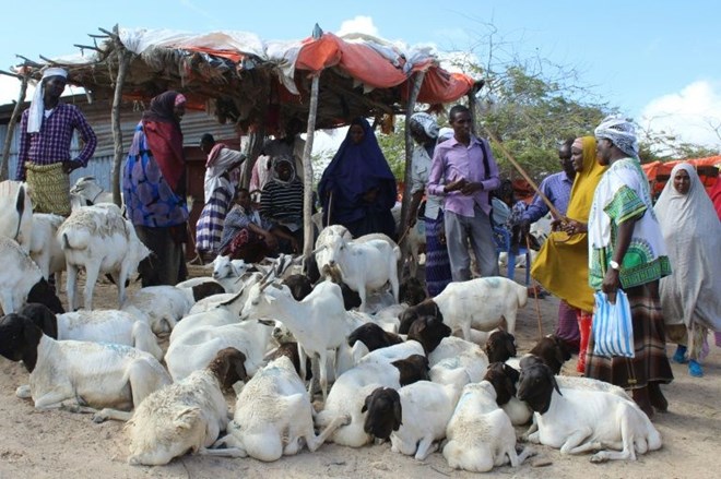 People buy sacrificial sheep and goats for the Muslim festival Eid (AFP Photo/STR)