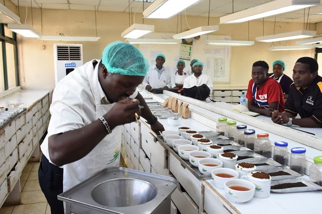 Chai Trading Company general manager in charge of trading Francis Muthamia testing tea samples at the company's Miritini facility/FILE