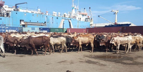 A livestock consignment next to a ship at Somalia's Mogadishu port prior to exportation to the United Arab Emirates on November 18, 2015. FILE | NATION MEDIA GROUP NATION MEDIA GROUP