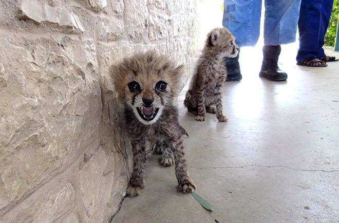 Two cubs rescued near Borama, 24 July 2020. The cubs had reportedly been in the hands of traffickers for 25 days before their rescue. (Photo: CCF)