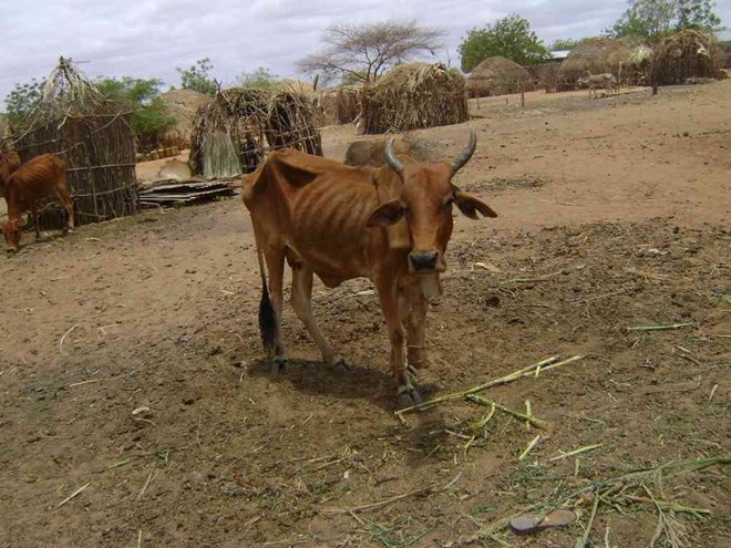 A cow aff ected by drought in Mandera on September 12, 2014 / FILE