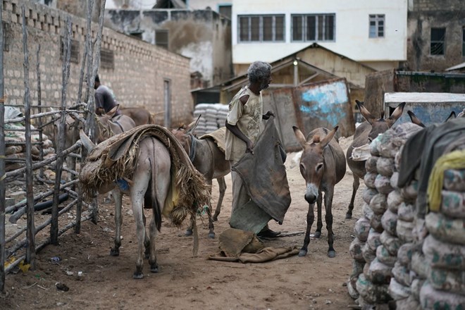 No cars are allowed in Lamu, so donkeys are used for hauling. Credit Joao Silva/The New York Times